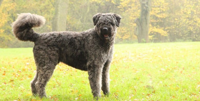 Bouvier des Flandres dog portrait
