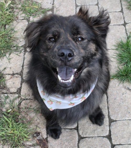 Chow Chow Mixes 25 Different Chow Crossbreeds K9 