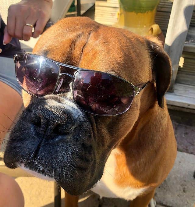 Cool-looking Boxer dog with its sunglass