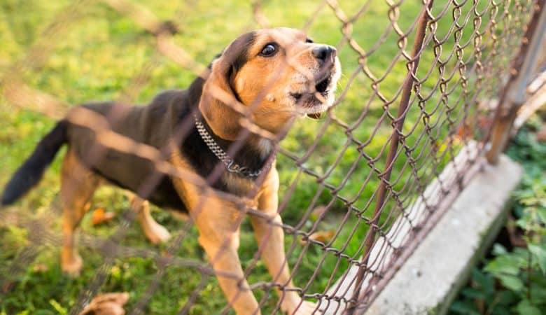 Brave guard dog barking behind the fence