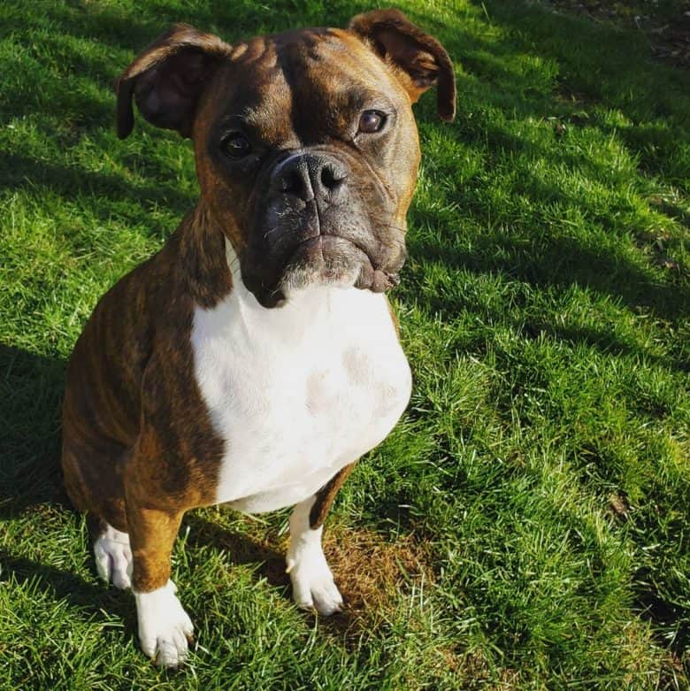 Brindle Boxer dog sitting on the grass