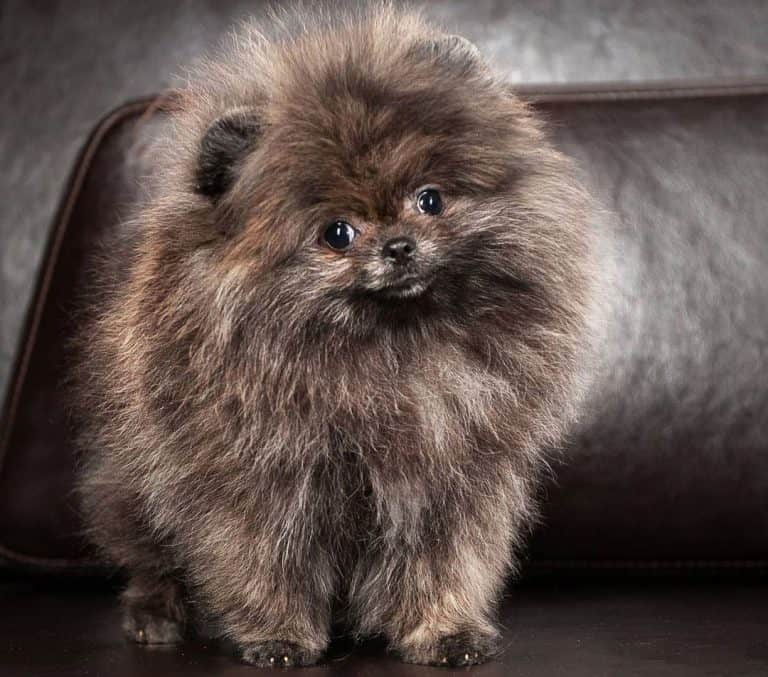 Pomeranian Colors The Standard & Rare Pom Coat Colors K9 