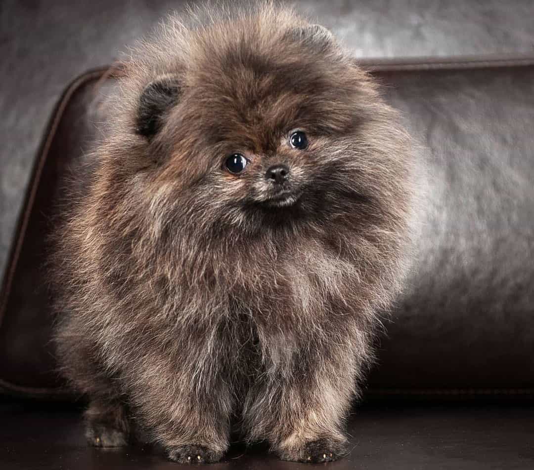 Pomeranian Colors The Standard & Rare Pom Coat Colors K9 