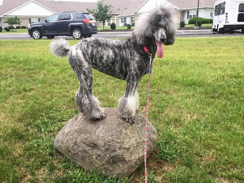 Brindle Poodle dog standing on a rock