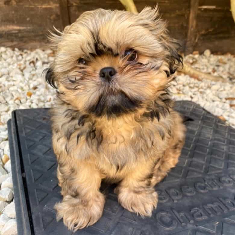 Brindle Shih Tzu dog portrait