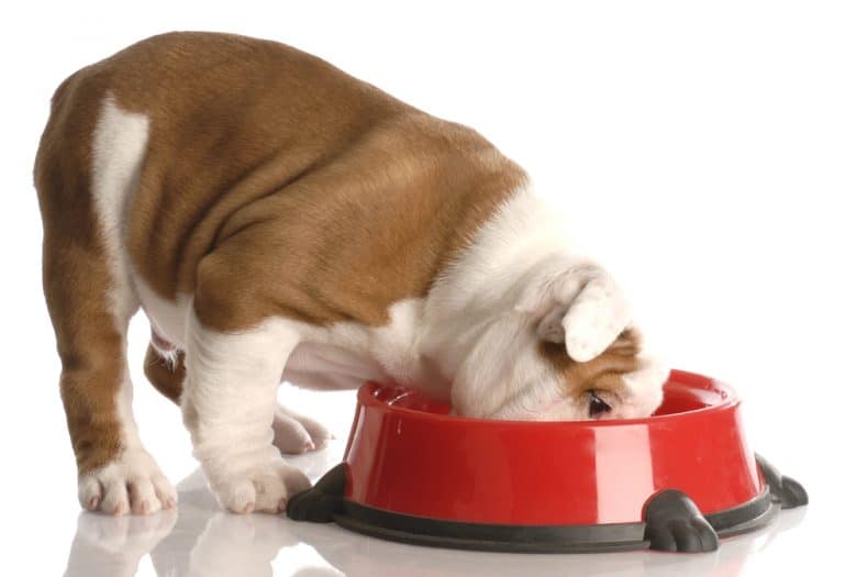 A British Bulldog eating in a red dog dish