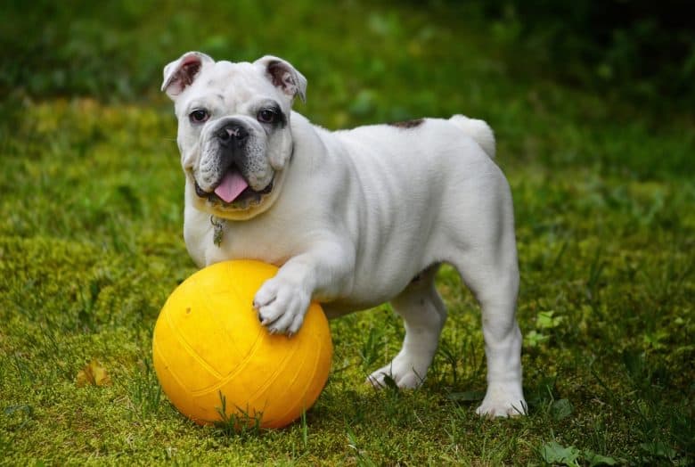 A British Bulldog standing and holding a yellow ball