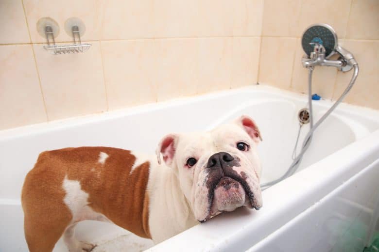 A British Bulldog on a tub ready for a bath