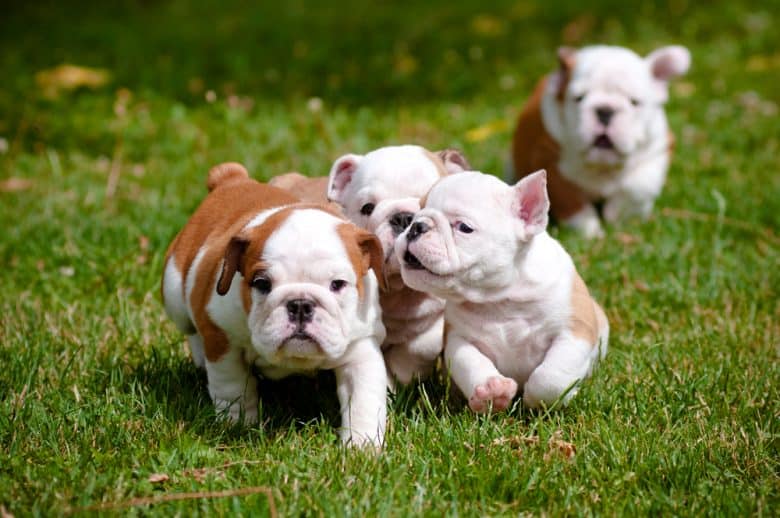 Four British Bulldog puppies on a run