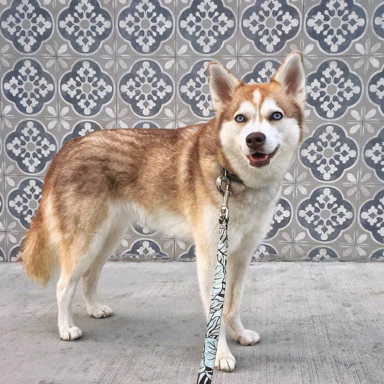 Alaskan Klee Kai: Every Pet Owner's Guide to Raising a Mini Husky - K9 Web