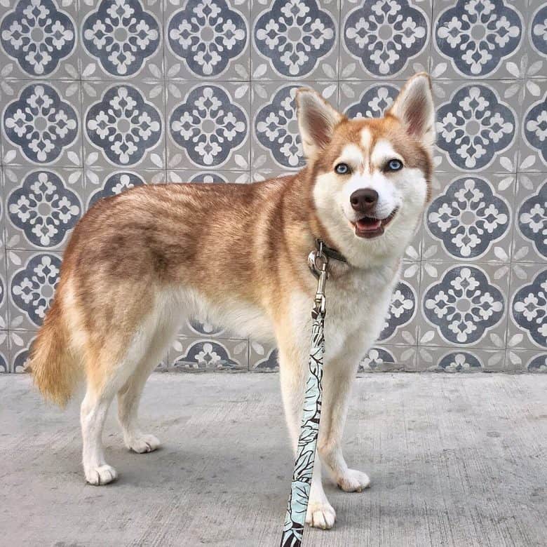 A brown Alaskan Klee Kai standing with a leash