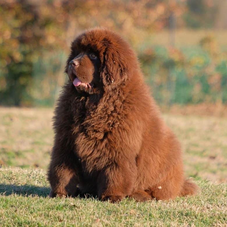 A brown large cuddly Newfoundland dog sitting