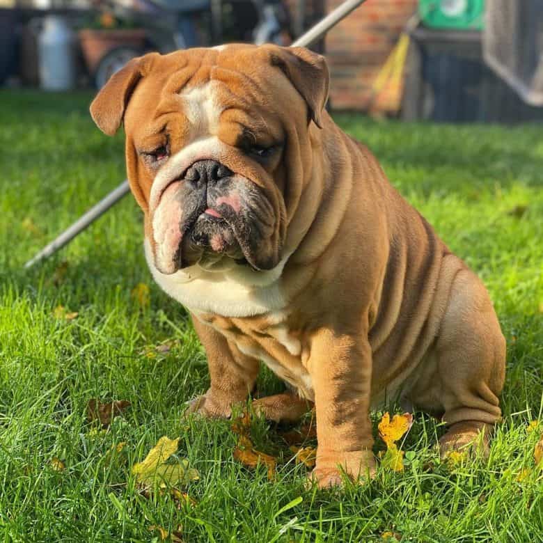 A brown English Bulldog looking sad but not really and sitting under the the sun on a garden