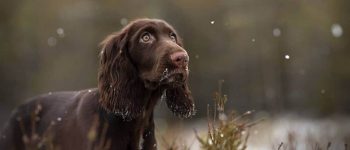 a snowy day with a brown Field Spaniel outside