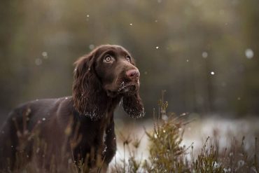 a snowy day with a brown Field Spaniel outside