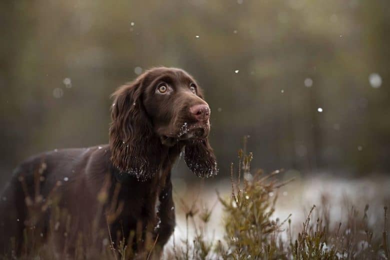A snowy day with a brown Field Spaniel outside