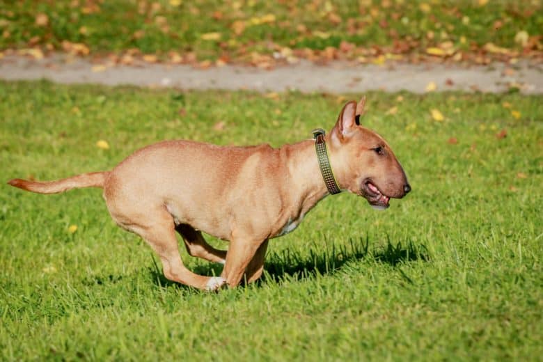 A brown Mini Bull Terrier running on the field