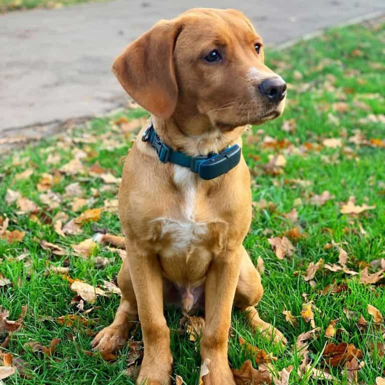 What are Mini Labs and are they healthy? K9 