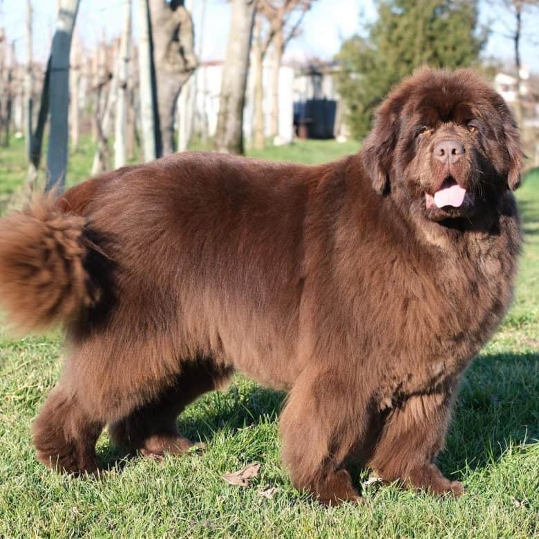 A brown Newfoundland standing on a grass smiling and tail wagging