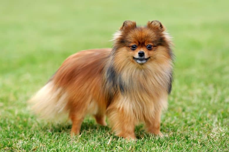 A brown Pomeranian standing on grass