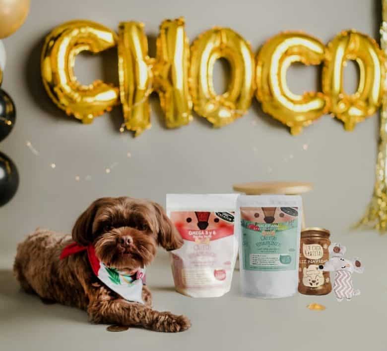 a brown Shih Tzu puppy posing for a