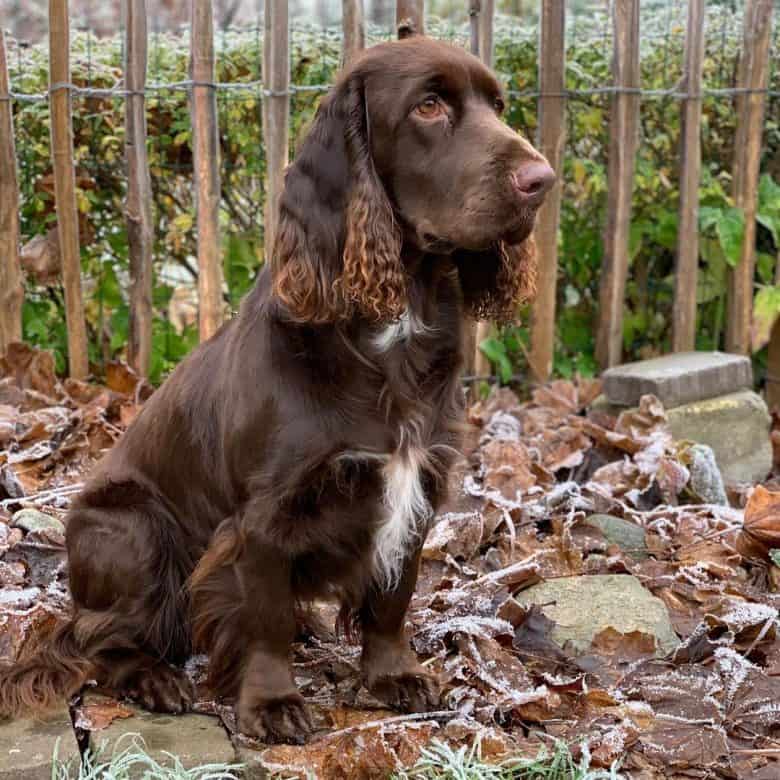 A brown Field Spaniel with floppy ears sitting on dried leaves