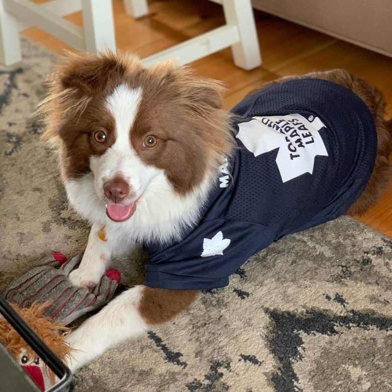 A smiling Aussie Pomeranian wearing a jersey