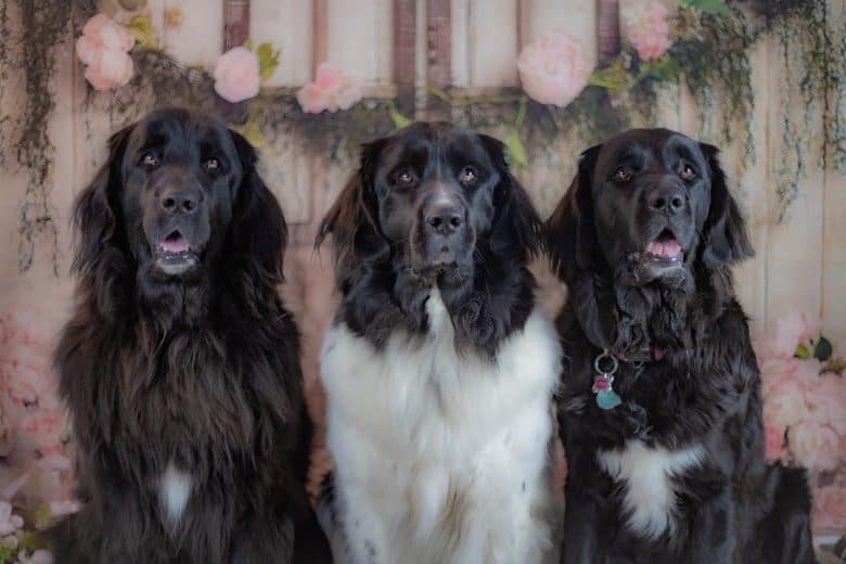 A brown, black, and white Newfoundland sisters