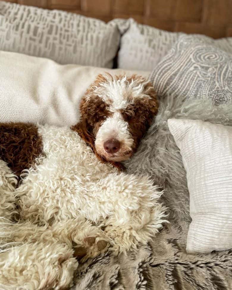 A white with brown pattern Standard Poodle laying on pillows