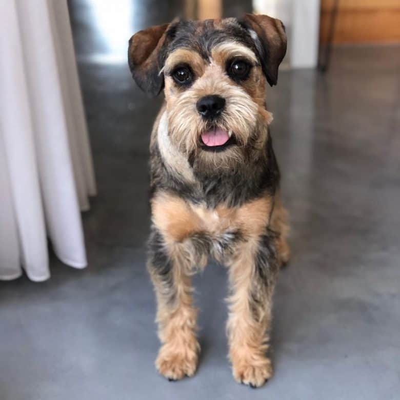 Brussels Griffon and Schnauzer mix dog