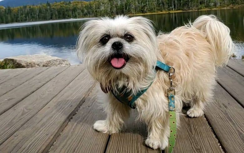 Brussels Griffon and Shih Tzu mix dog posing near the lake