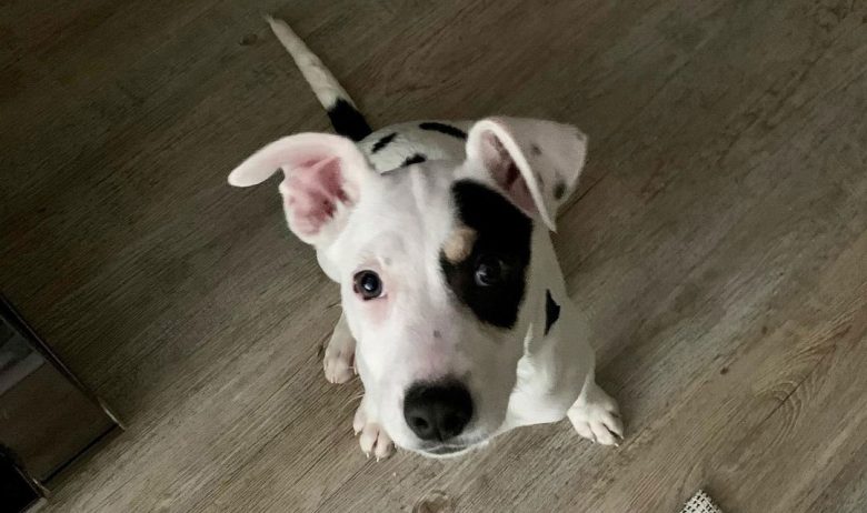 Bull Terrier Australian Shepherd mix dog