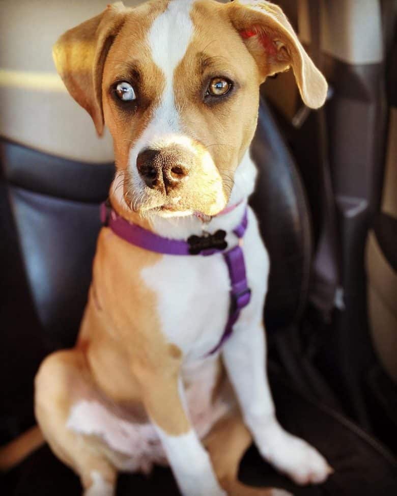 Bulldog Aussie mix dog sitting on the chair