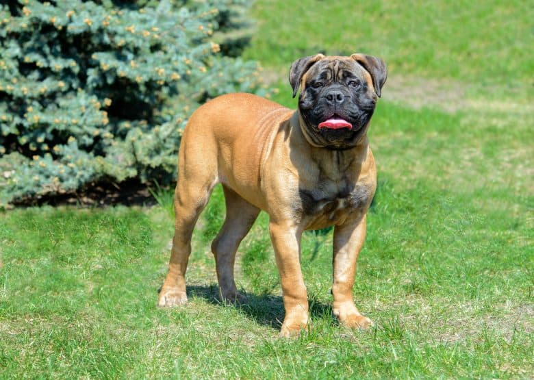 full body picture of a Bullmastiff looking in camera while smiling
