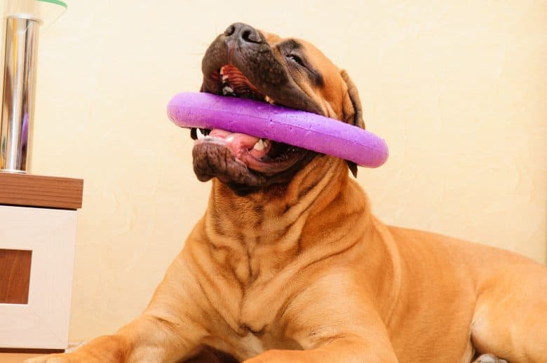 a Bullmastiff playing and chewing a purple dog toy