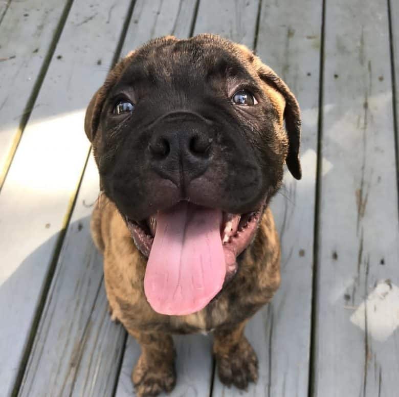 Bullmastiff puppy standing on wood
