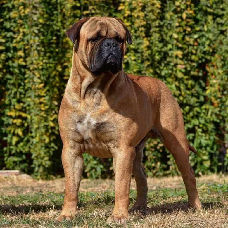 a Bullmastiff standing tall and proud