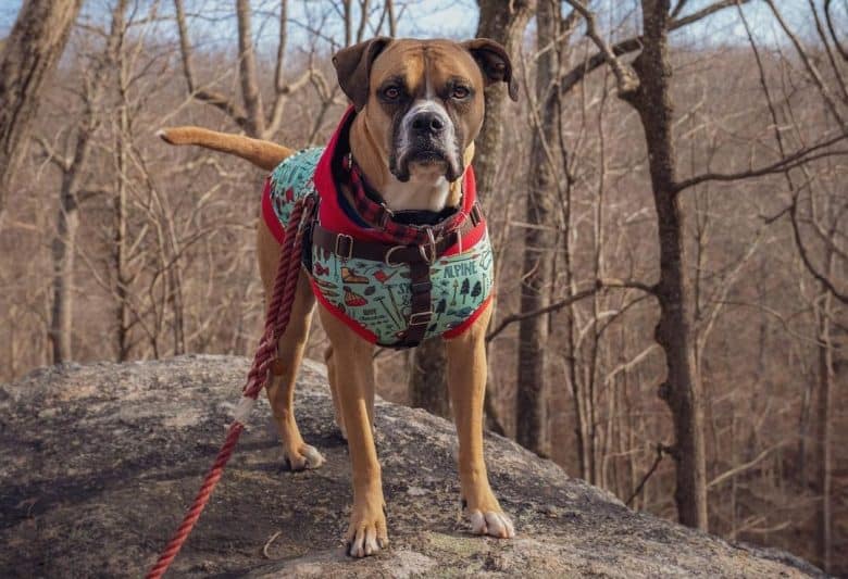 An English Bulldog and Boxer (bulloxer) mix standing on a rock