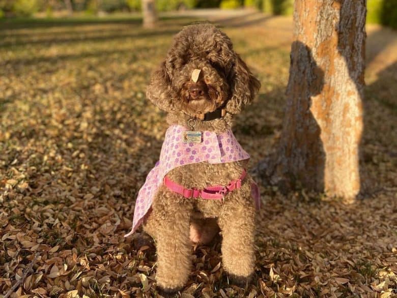 Cafe Au Lait Poodle dog sitting under the tree