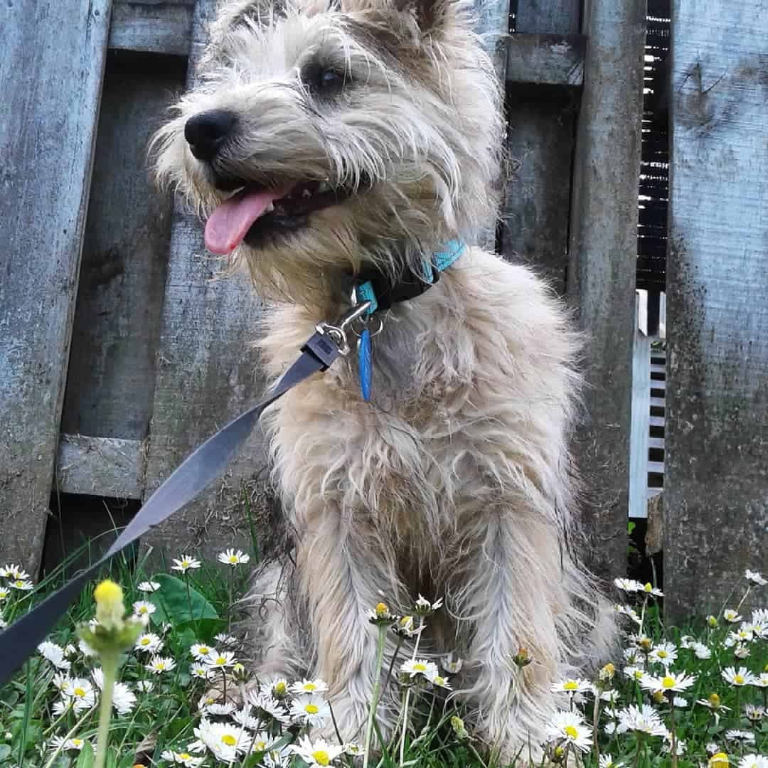 Schnauzer Mixes 30 Different Schnauzer Crossbreeds K9 