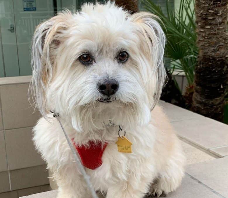 Cairn Terrier and Shih Tzu mix dog portrait