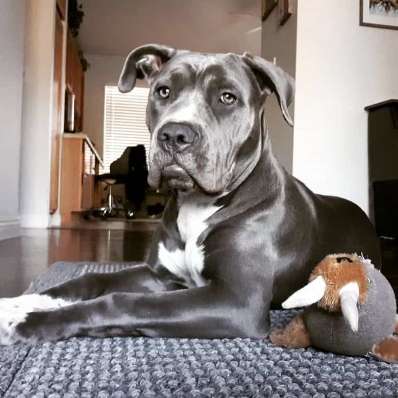 Cane Corso and Pit Bull mix dog lying on the floor