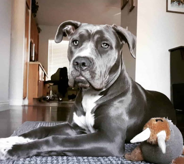 Cane Corso and Pit Bull mix dog lying on the floor
