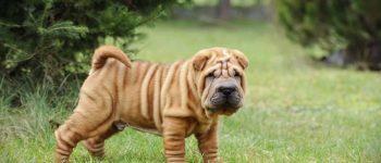 a Cantonese Shar Pei puppy portrait at garden