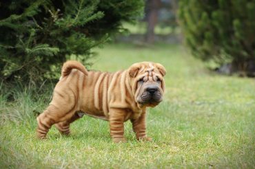 a Cantonese Shar Pei puppy portrait at garden