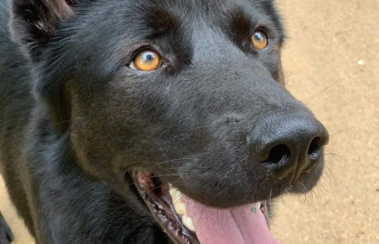 A close-up of a Shepnees golden eyes