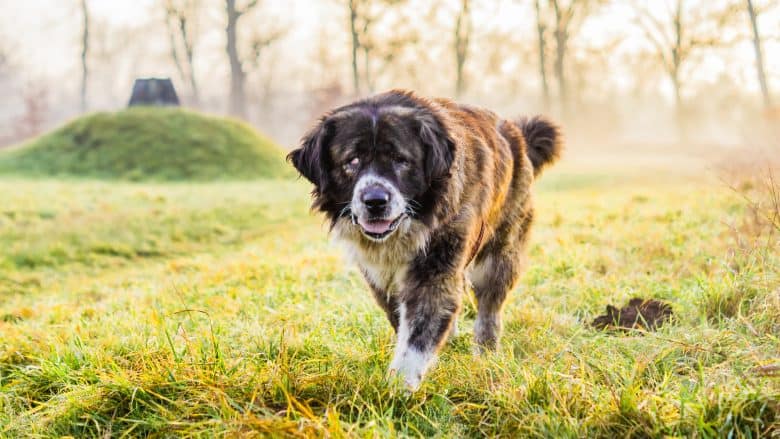 A Caucasian Ovcharka shepherd dog walking