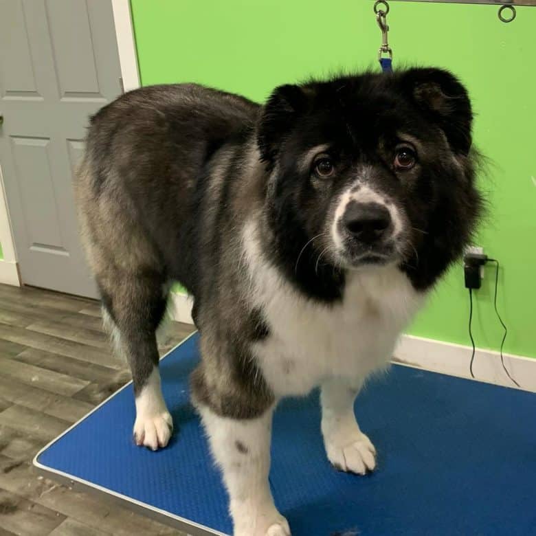 Caucasian Sheepdog waiting in the grooming area