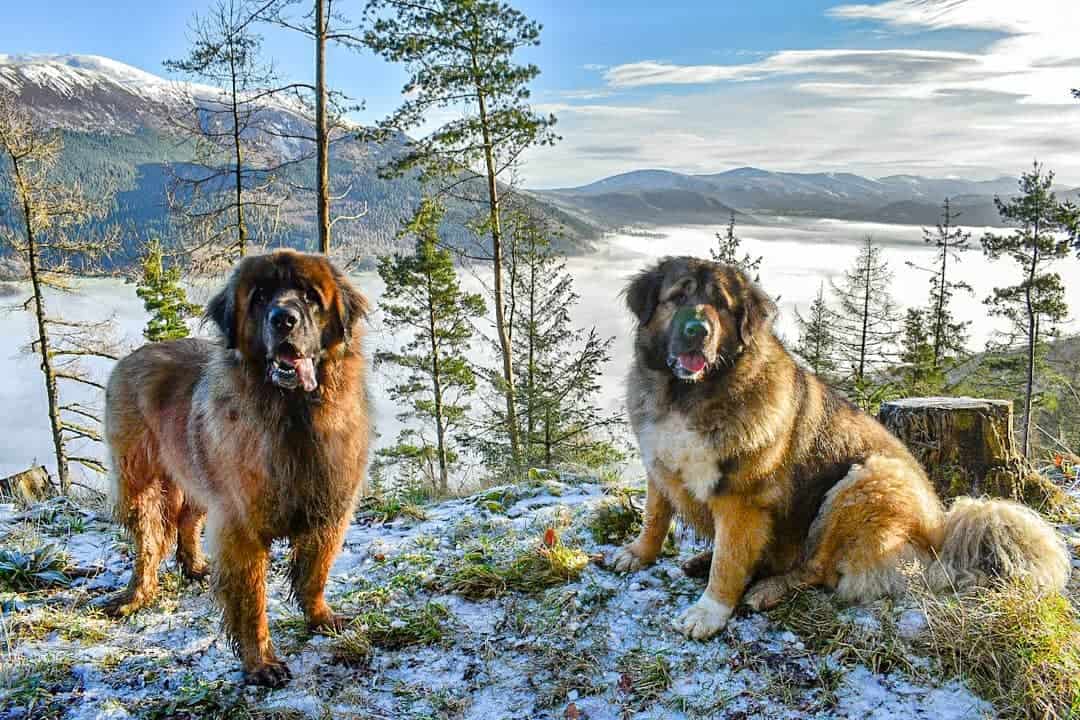 Caucasian Ovcharka Your Guide to the Protective Caucasian Shepherd Dog