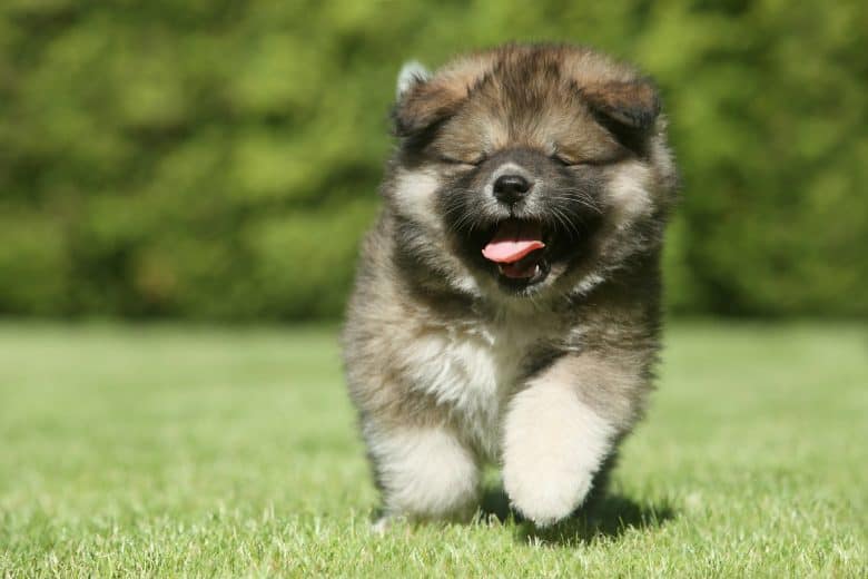 A happy Caucasian Shepherd dog puppy running